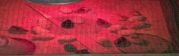 Chickens poultry for sale: Baby Chicks for sale - Advert 2