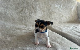 Jack Russell dogs for stud: Proven Jack Russell stud 2x ties  - Image 2