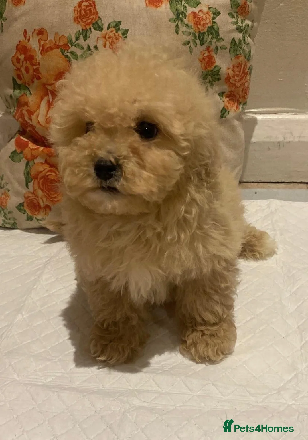 Cavapoo dogs for sale: F2 Cavapoo puppies available  - Advert 9