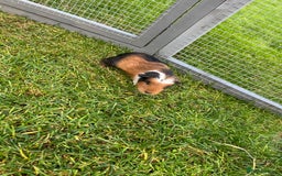 Guinea Pig rodents for sale: Sweet baby male guinea pigs!  - Image 4