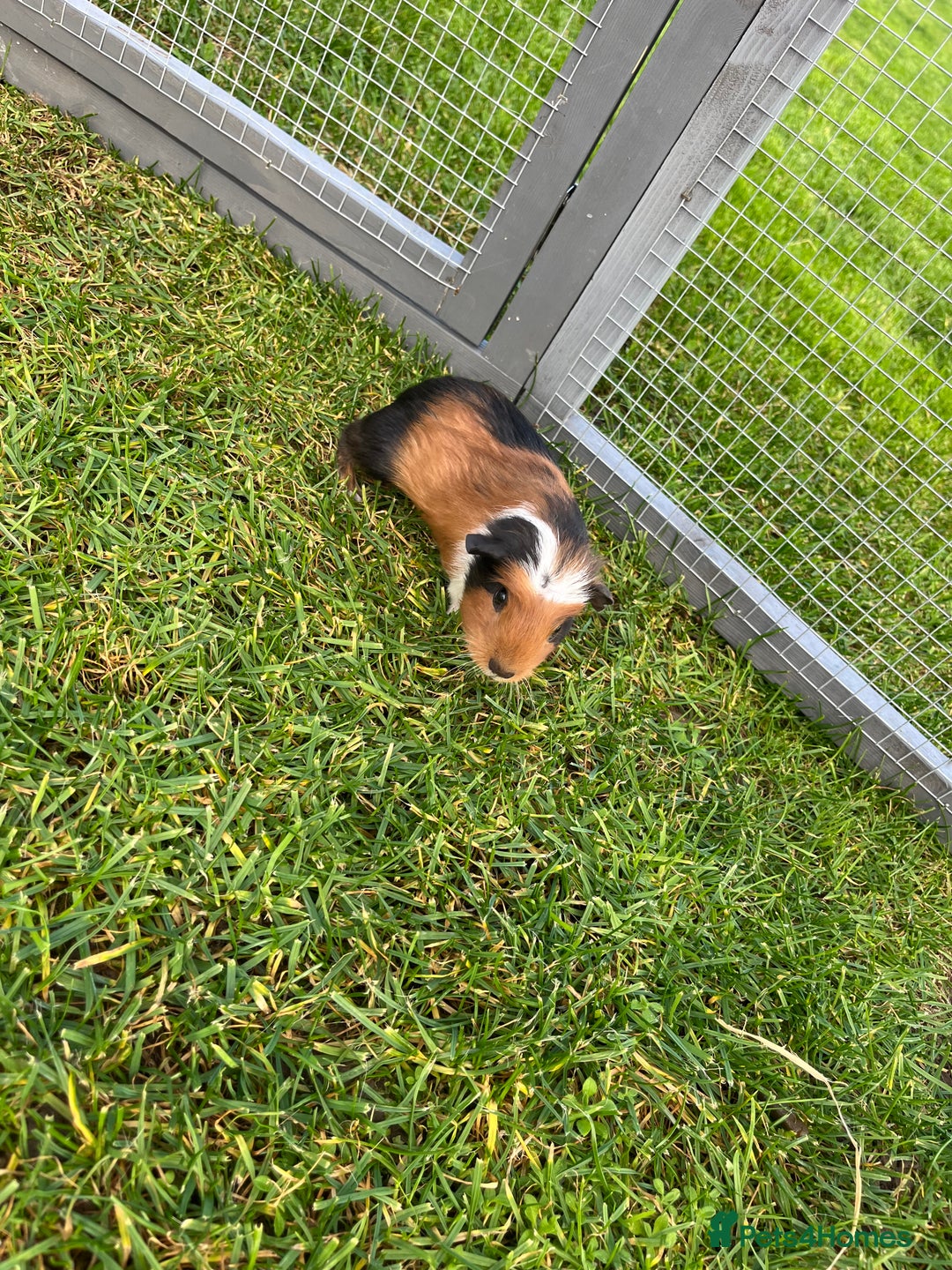 Guinea Pig rodents for sale: Sweet baby male guinea pigs!  - Image 4