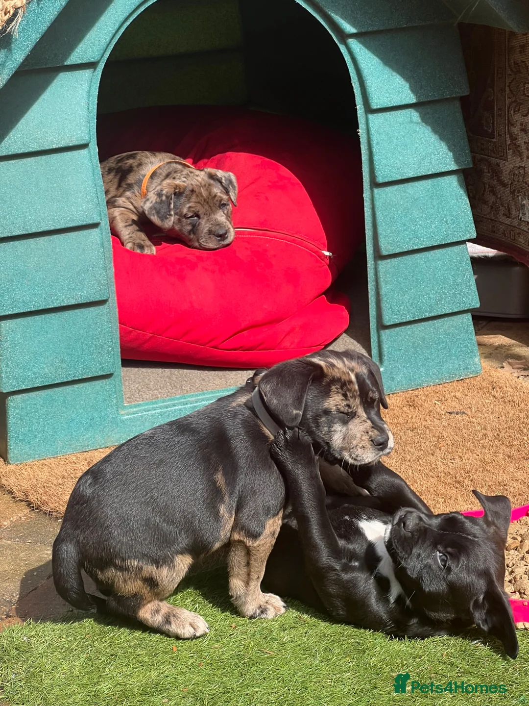 Mixed Breed dogs for sale: Two beautiful puppies - Advert 2