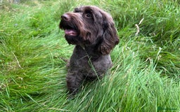 Cockapoo dogs for sale: Cockapoo female  - Image 4