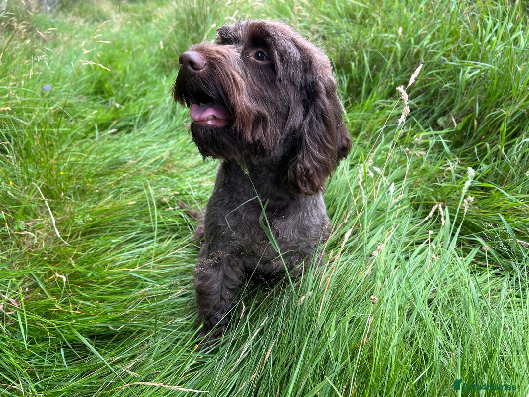 Cockapoo dogs for sale: Cockapoo female  - Image 4