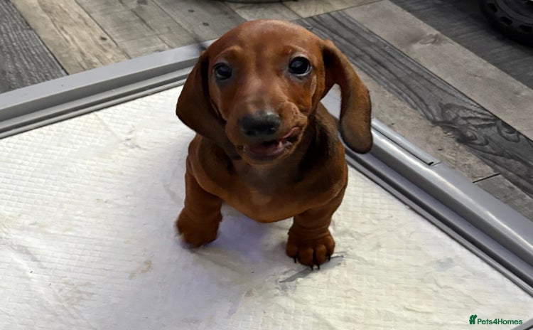 Dachshund dogs - Advert 13