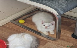 Ragdoll cats for sale: Pure loving ragdool ready for new home  - Image 7