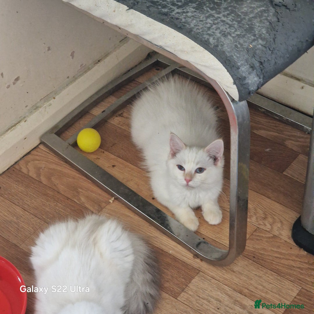 Ragdoll cats for sale: Pure loving ragdool ready for new home  - Image 7