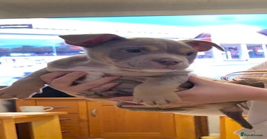 American Bully dogs - Advert 9