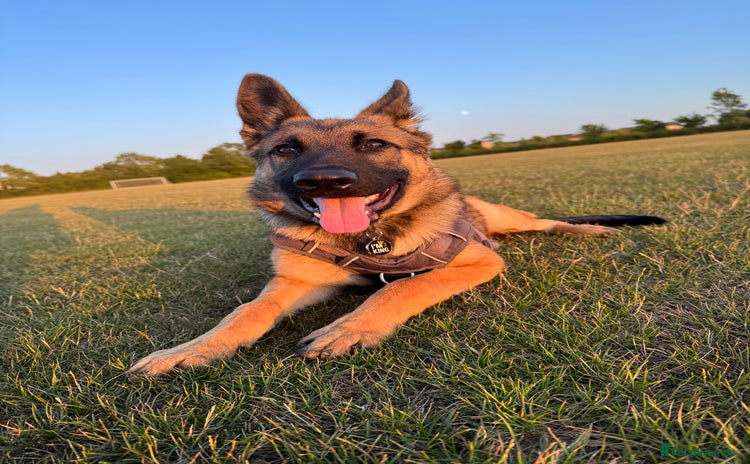 Mixed Breed dogs - Advert 7