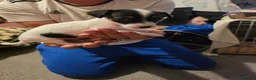 Jack Russell dogs for sale: Jack Russell  puppys   - Advert 6