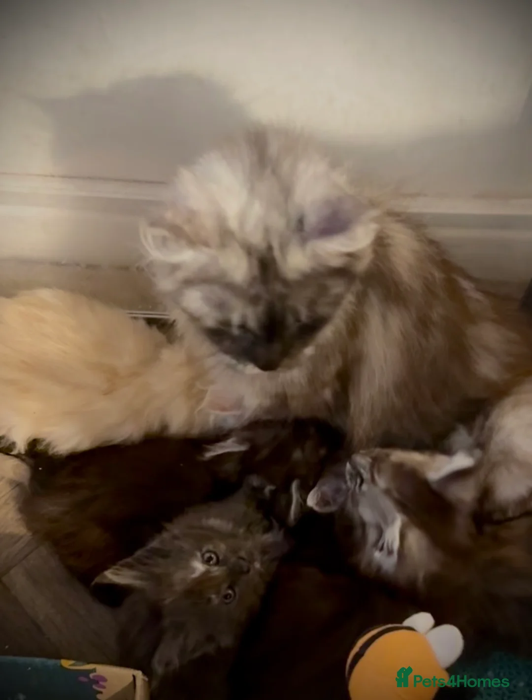 Maine Coon cats for sale: Health tested TICA Maine Coon Kittens  - Advert 30