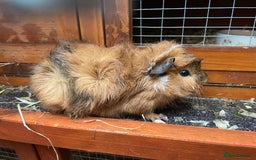 Guinea Pig rodents for sale: 1 boy 2 girl piggies - Image 1