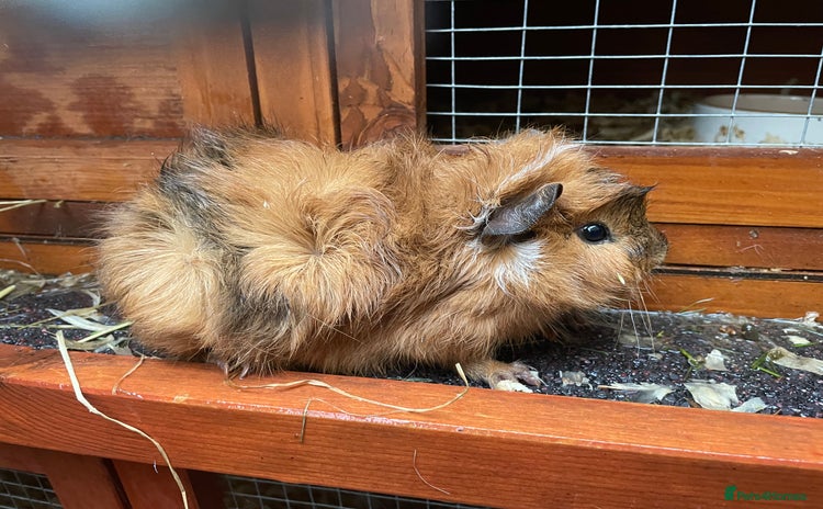 Guinea Pig rodents - Advert 1
