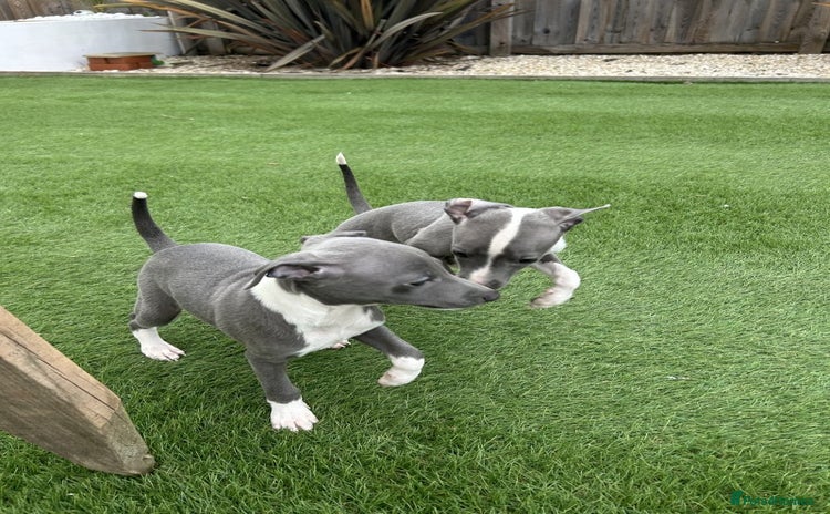 Italian Greyhound dogs - Advert 1