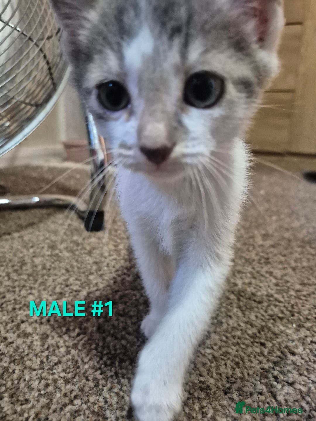 Mixed Breed cats for sale: 3 Beautiful Tabby/Russian Blue kittens - Image 6