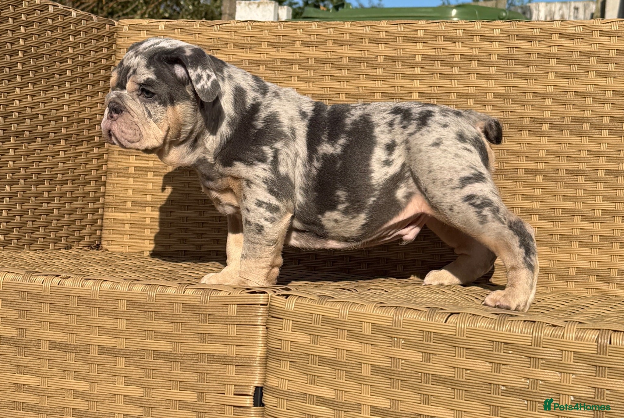 English Bulldog dogs KC registered Quality pups READY NOW  - Advert 2