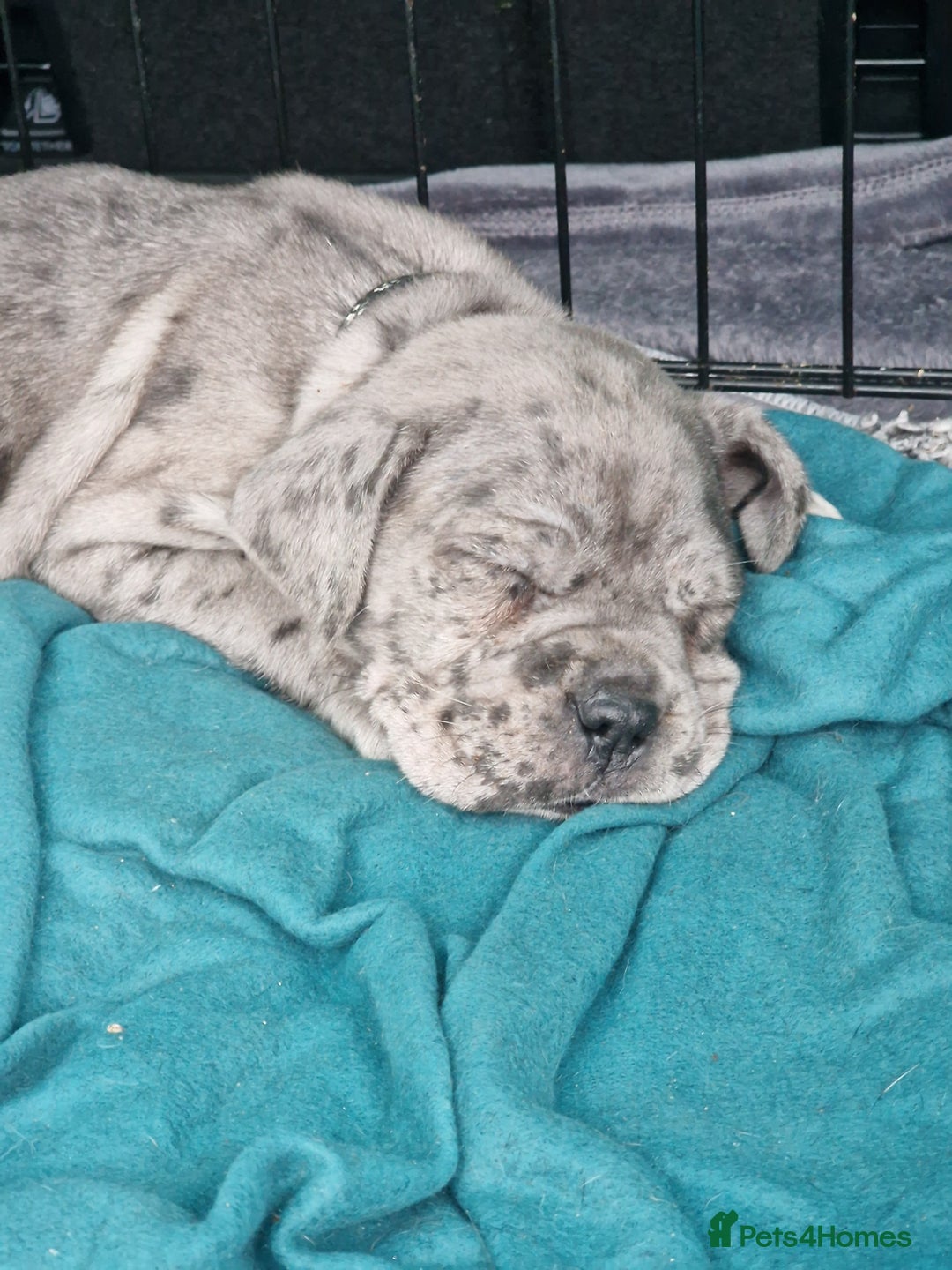 Mixed Breed dogs for sale: Cane Corso X Neapolitan Mastiff mix pups for sale - Advert 7