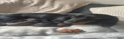 Miniature Dachshund dogs for sale: 2 long haired miniature dachshunds  in Belfast - Advert 2