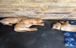 Labrador Retriever dogs for sale: Beautiful Red/Champagne Labrador puppies for sale. - Image 5