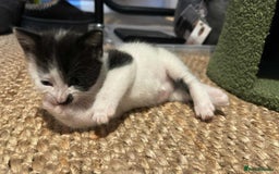Domestic Shorthair cats for sale: Brother and sister  - Image 3