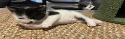 Domestic Shorthair cats for sale: Brother and sister  - Advert 4