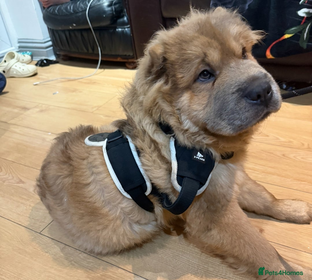 Chow Chow dogs for sale: Chow chow  - Advert 3