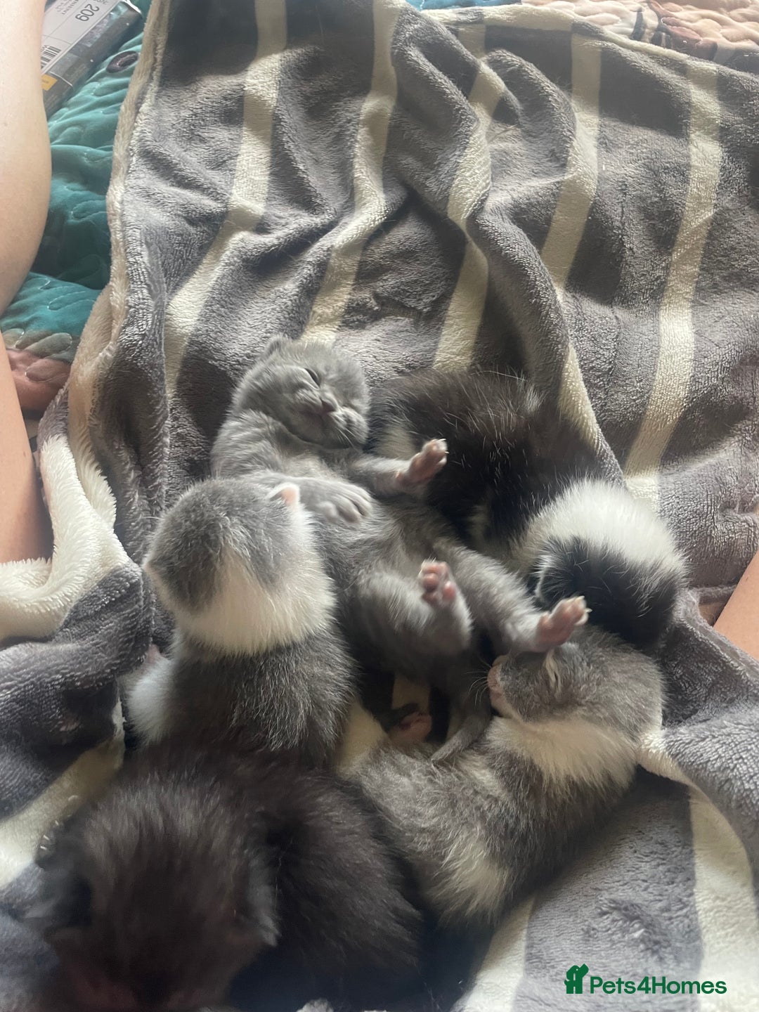 British Shorthair cats for sale: 5 kittens mixed litter 9 weeks old, ready now!  - Image 8