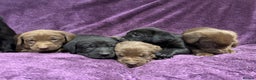 Labrador Retriever dogs for sale: Black Labrador Puppies, 5* Licensed Breeder - Advert 8