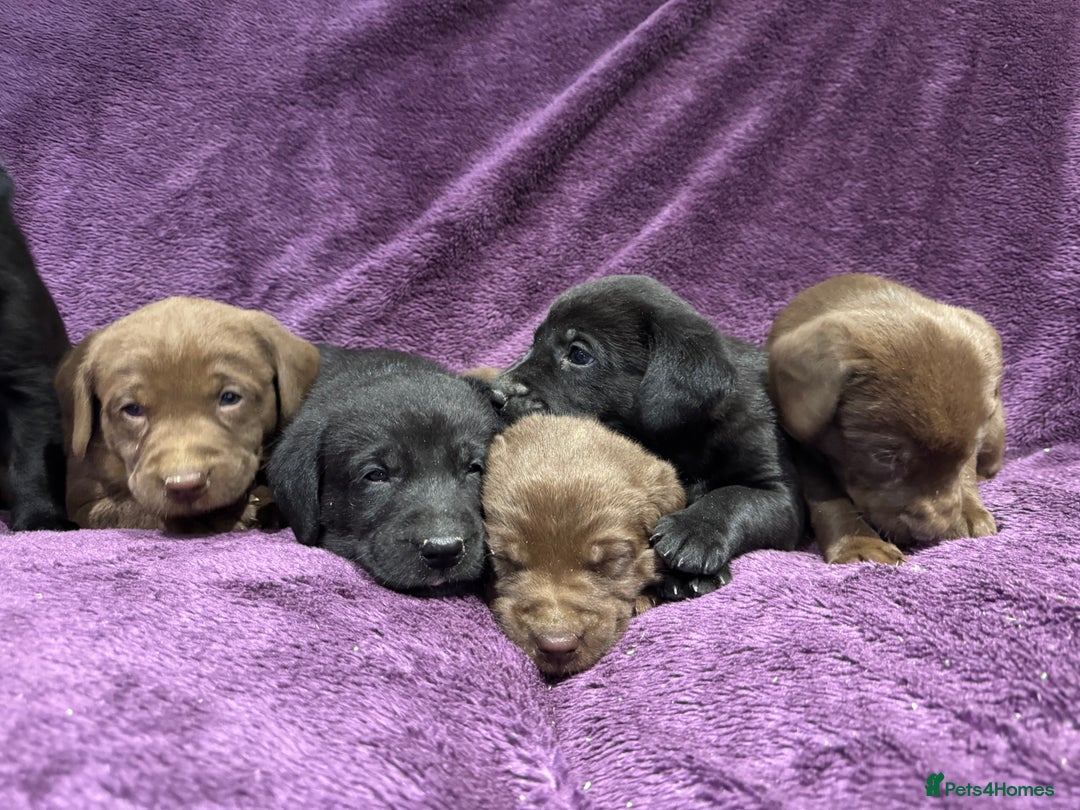 Labrador Retriever dogs for sale: Black Labrador Puppies, 5* Licensed Breeder - Advert 8