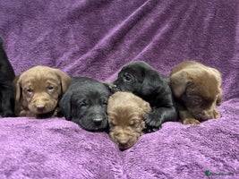 Labrador Retriever dogs 🤎 Chocolate Labrador Puppies, 5* Licensed Breeder - Advert 4