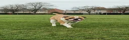 American Bulldog dogs for stud: American Bulldog Import For Stud - Advert 19