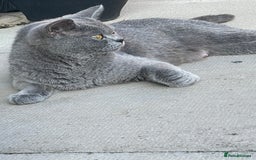 British Shorthair cats for sale: British shorthair £475 - Image 6