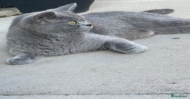 British Shorthair cats - Advert 7