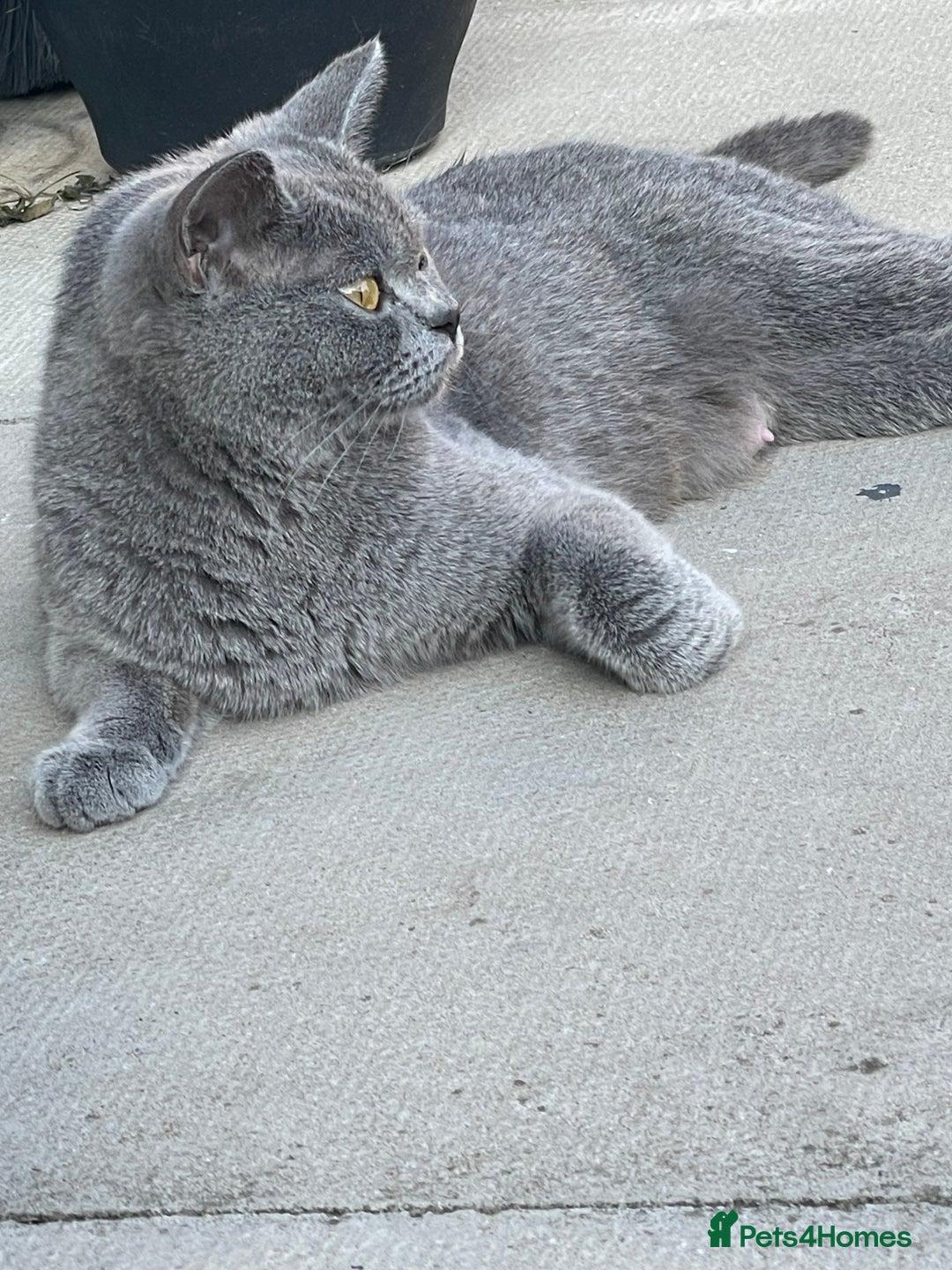 British Shorthair cats for sale: British shorthair £475 - Image 6
