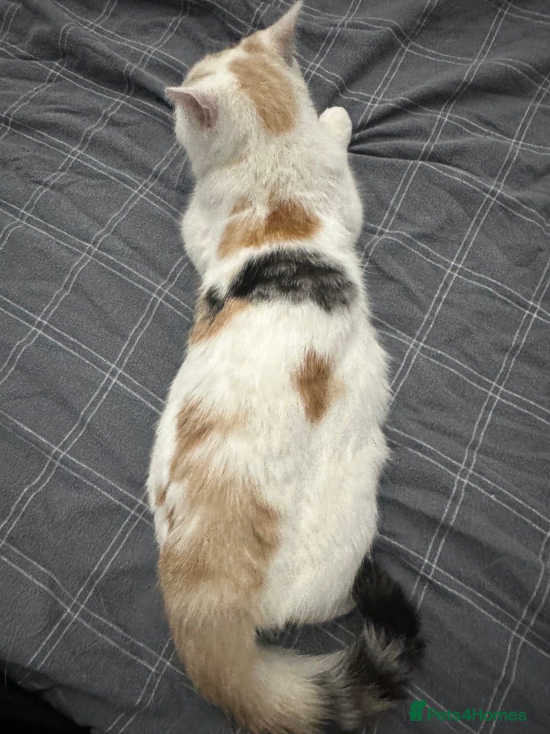 British Shorthair cats for sale: British short Hair - Advert 2