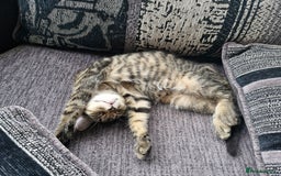 Mixed Breed cats for sale: 2 Tabby kittens  - Image 6