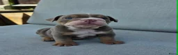 English Bulldog dogs for sale: Beautiful litter of English Bulldogs - Advert 19