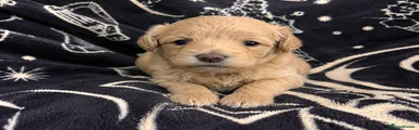 Maltipoo Puppy 3