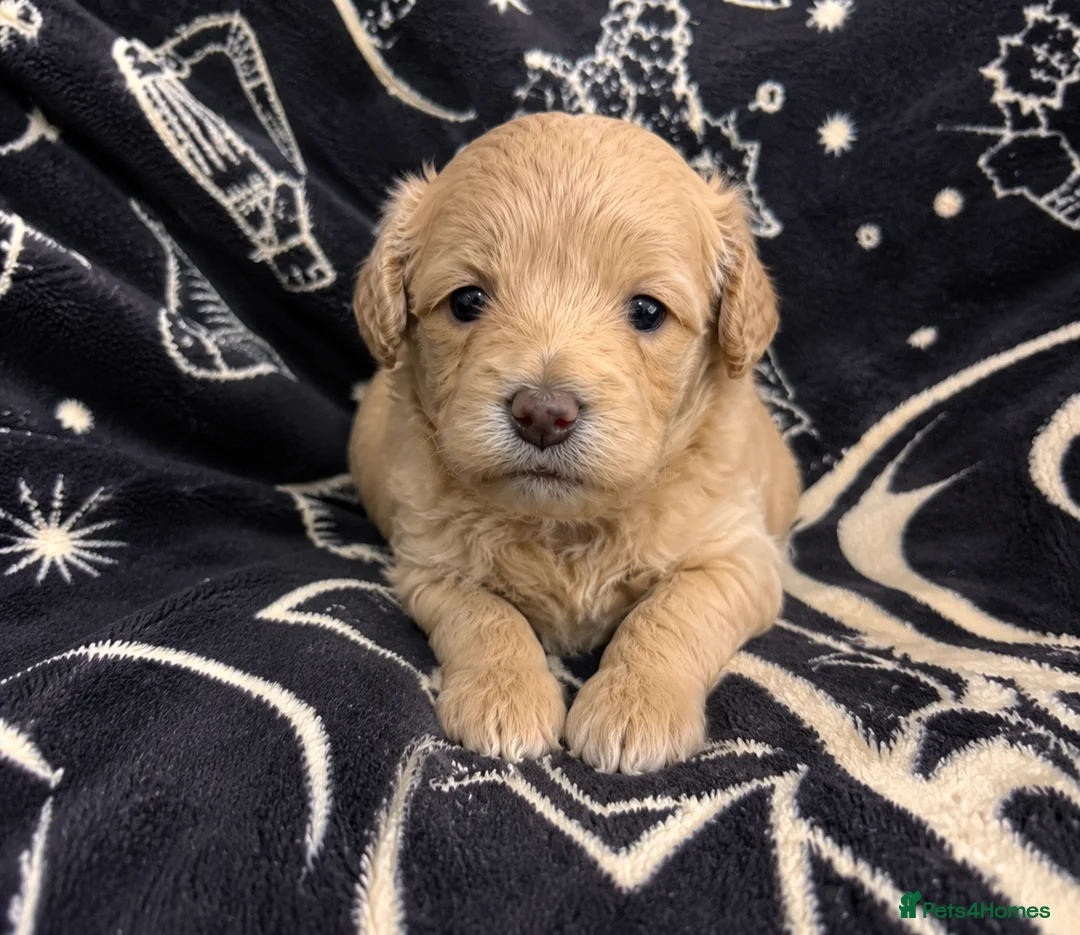 Maltipoo dogs for sale: Maltipoo puppies for sale  - Advert 10