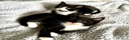 Mixed Breed cats for sale: Beautiful tuxedo kittens  - Advert 22