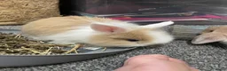 Mixed Breed rabbits for sale: Lion head x Holland lop babies  - Advert 29