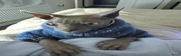 Sphynx cats for sale: Adult male blue sphynx cat - Advert 5
