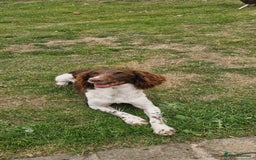 English Springer Spaniel dogs for sale: Bramble the English Springer Spaniel - Image 9