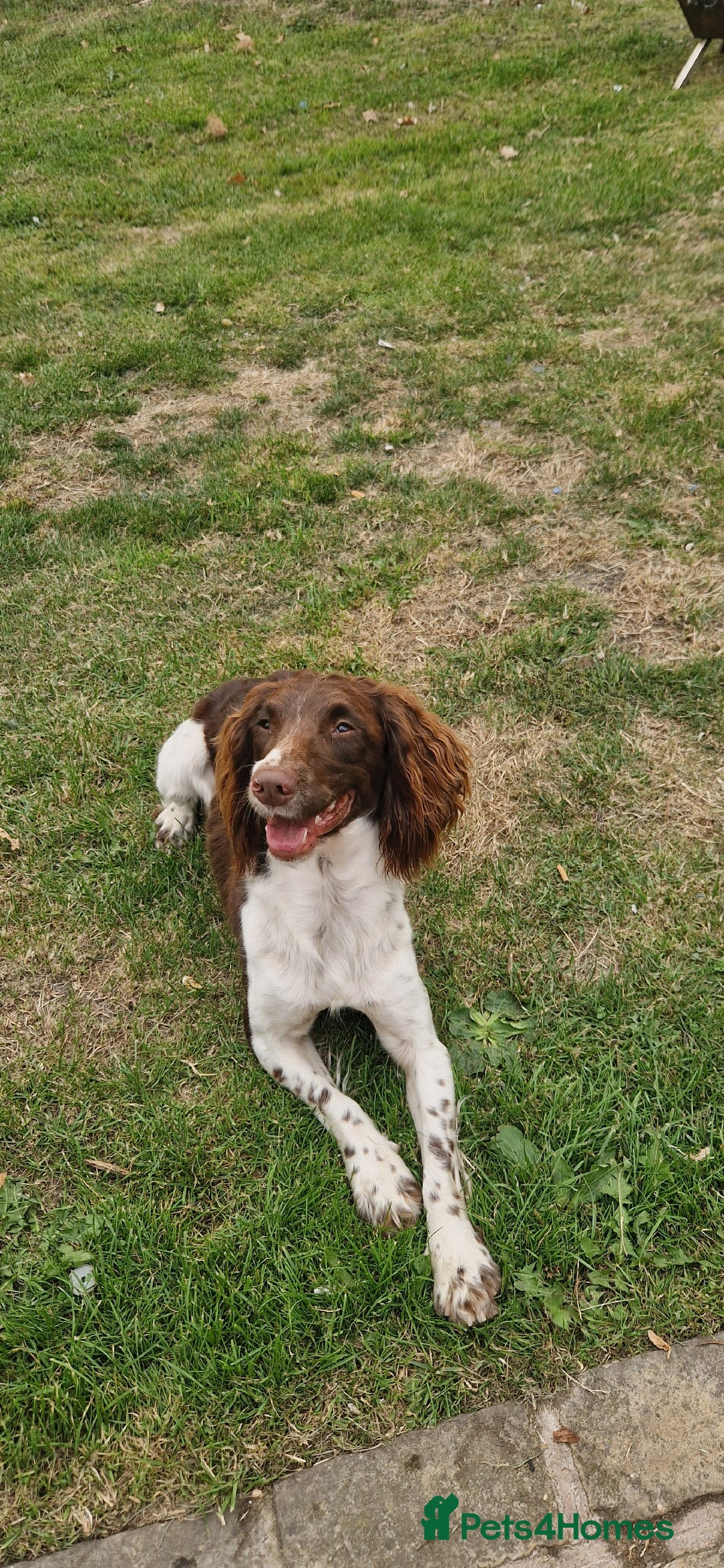English Springer Spaniel dogs for sale: Bramble the English Springer Spaniel - Image 9