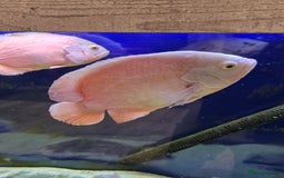 Cichlids fish for sale: Free Oscars  - Image 1