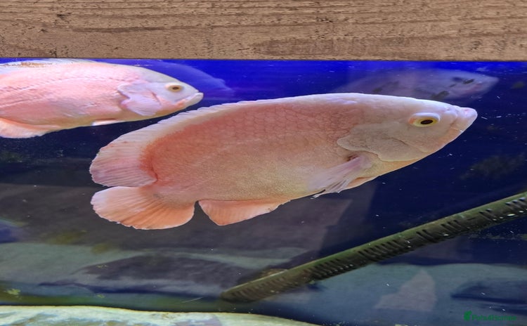 Cichlids fish - Advert 8