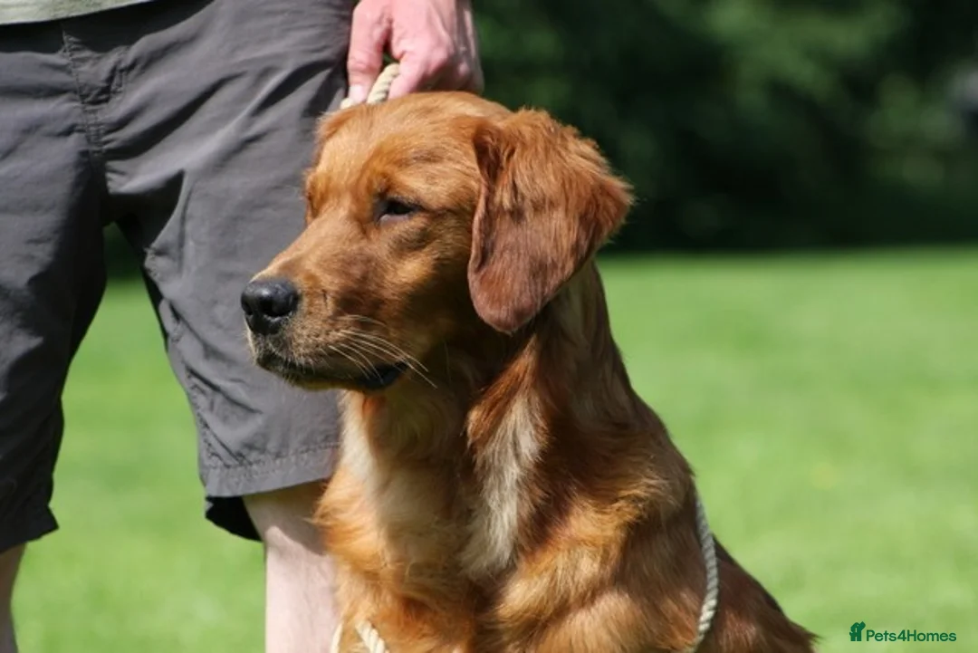 Golden Retriever dogs for stud: FULLY HEALTH TESTED Dark Golden Retriever stud dog in Newark - Advert 12