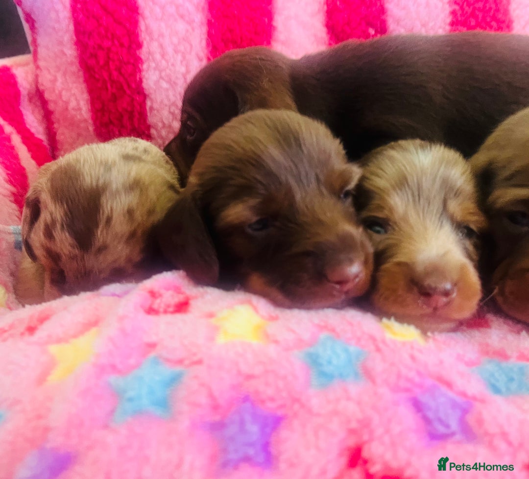 Miniature Dachshund dogs for sale: Stunning minature dachshund puppies - Image 4