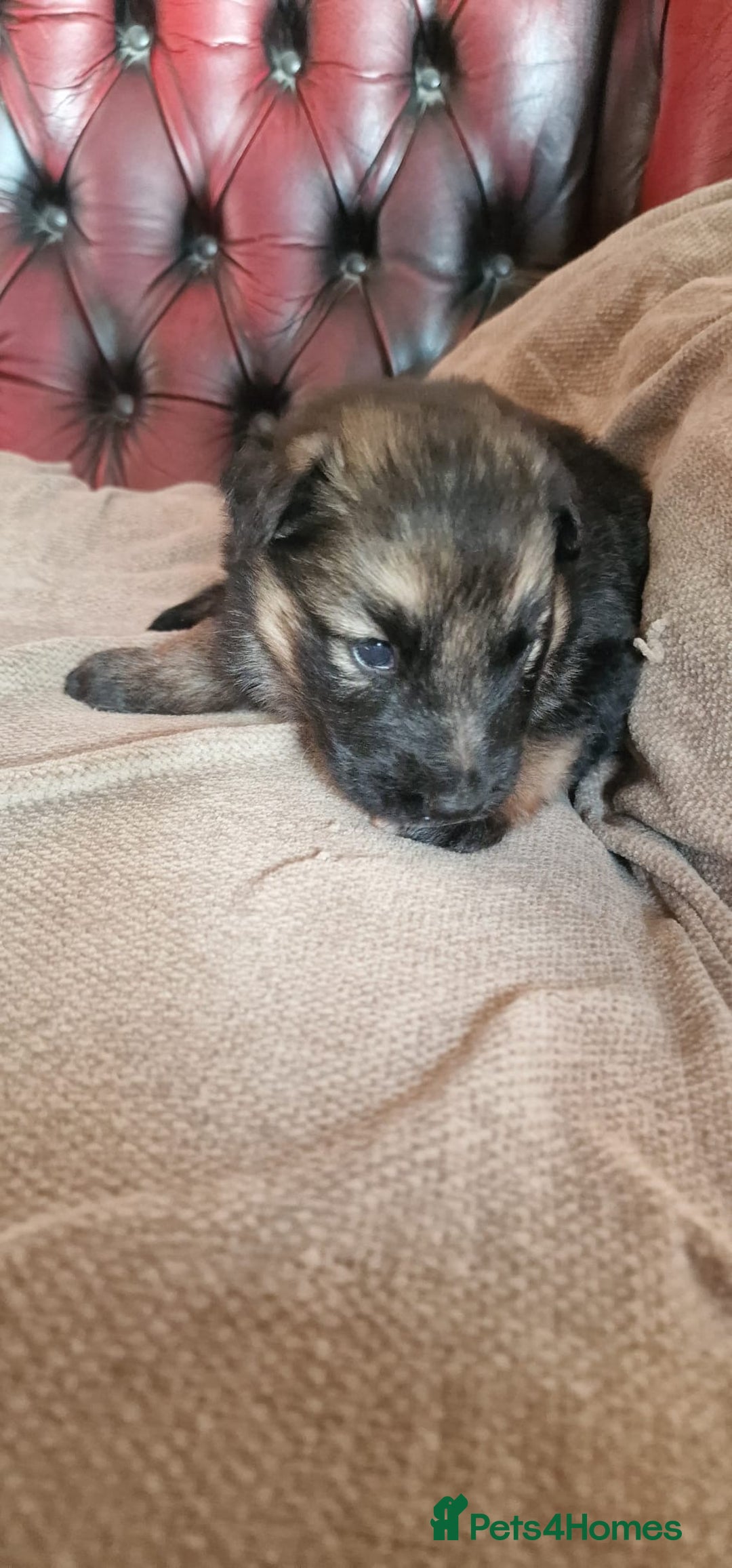 German Shepherd dogs for sale: Long-Haired Straight Back German Shepherd Puppies - Image 28