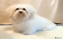Havanese dogs for sale: Havanese girl  - Image 2